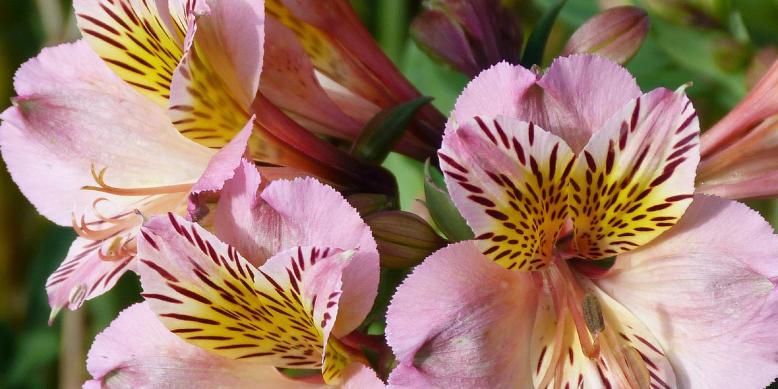 The most beautiful Alstroemeria from Together2Grow