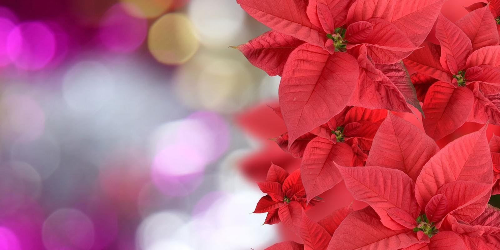 Preserve flowers with glycerin