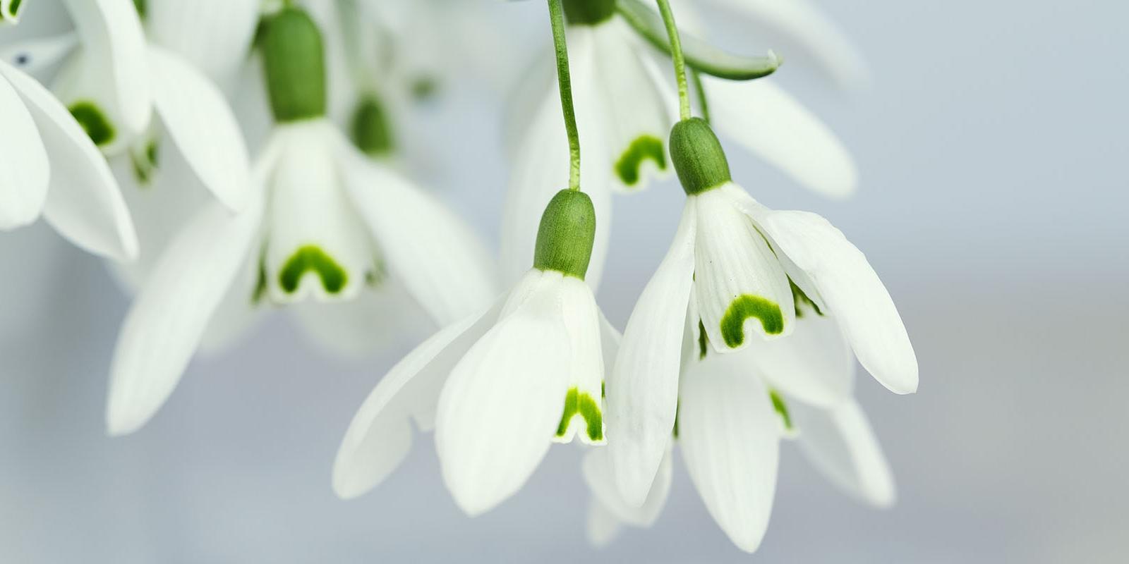 Fleurs coupées d’hiver