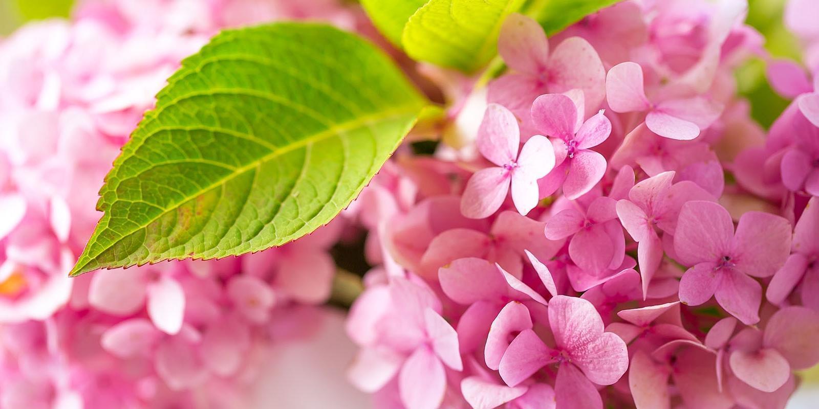 Snijbloemen van de maand juni: ontdek ze - Bloemen en planten groothandel Roobos