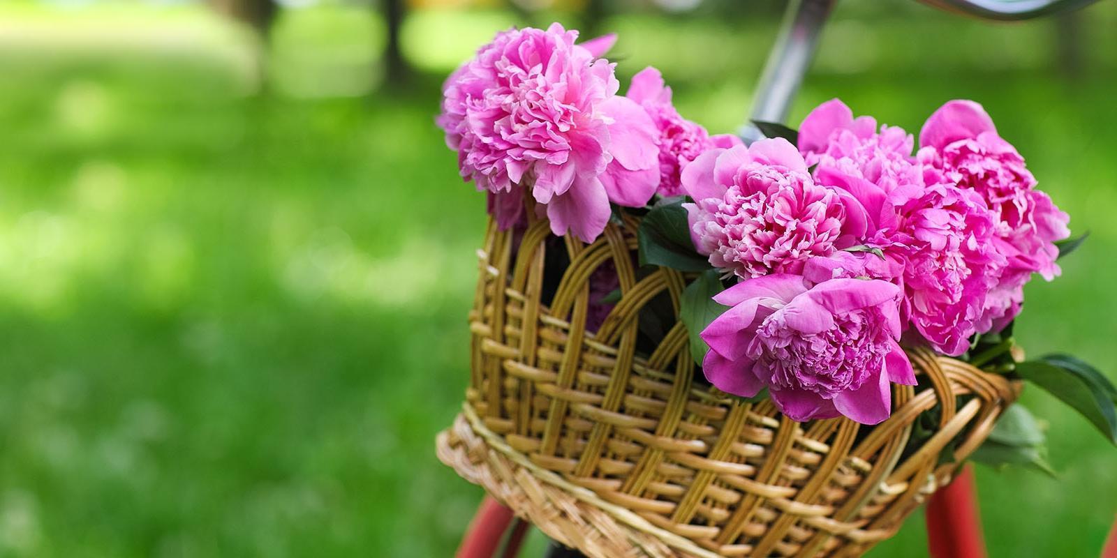 Fleurs coupées de mai