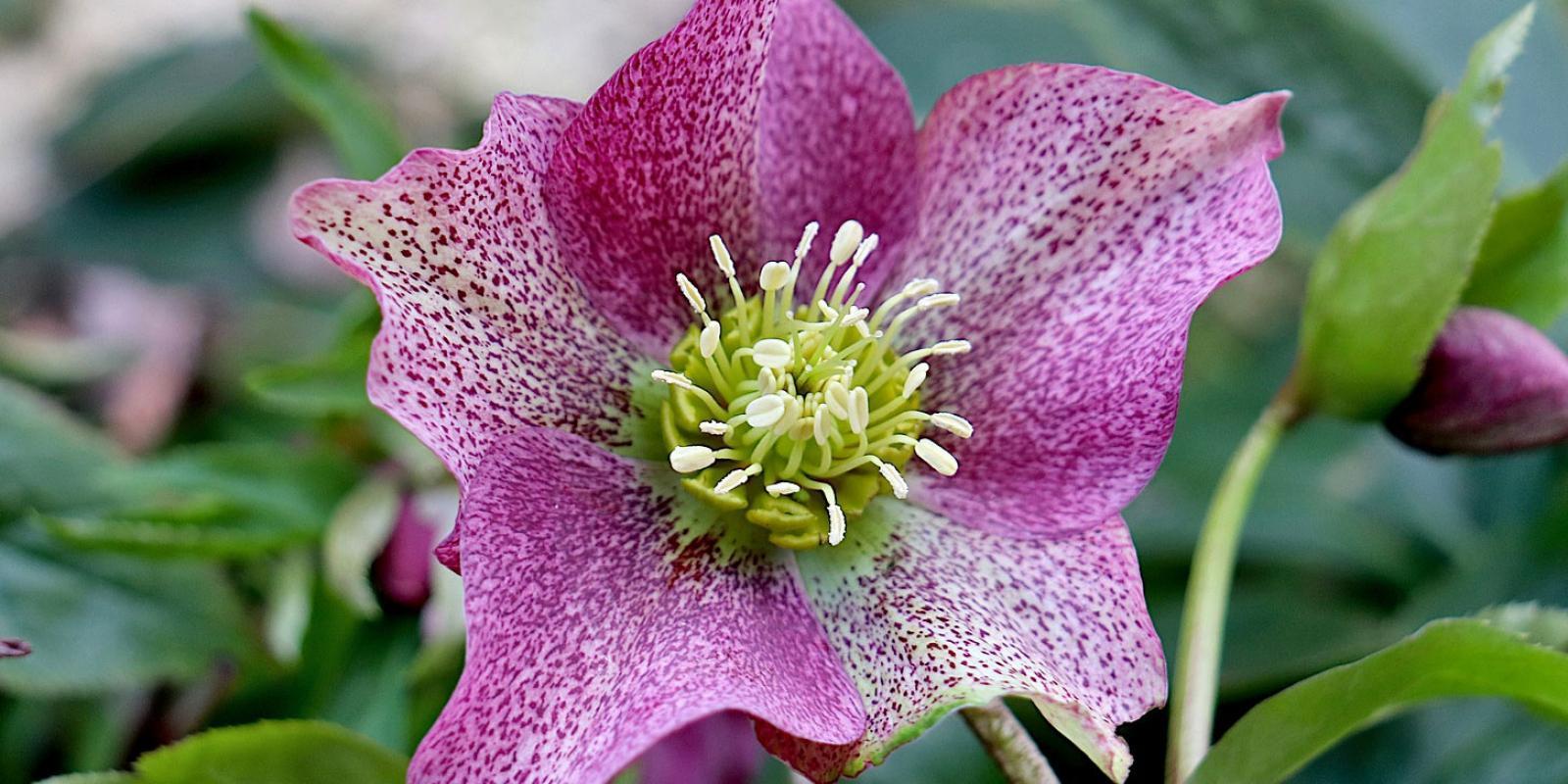 Les plantes de jardin en d'hiver