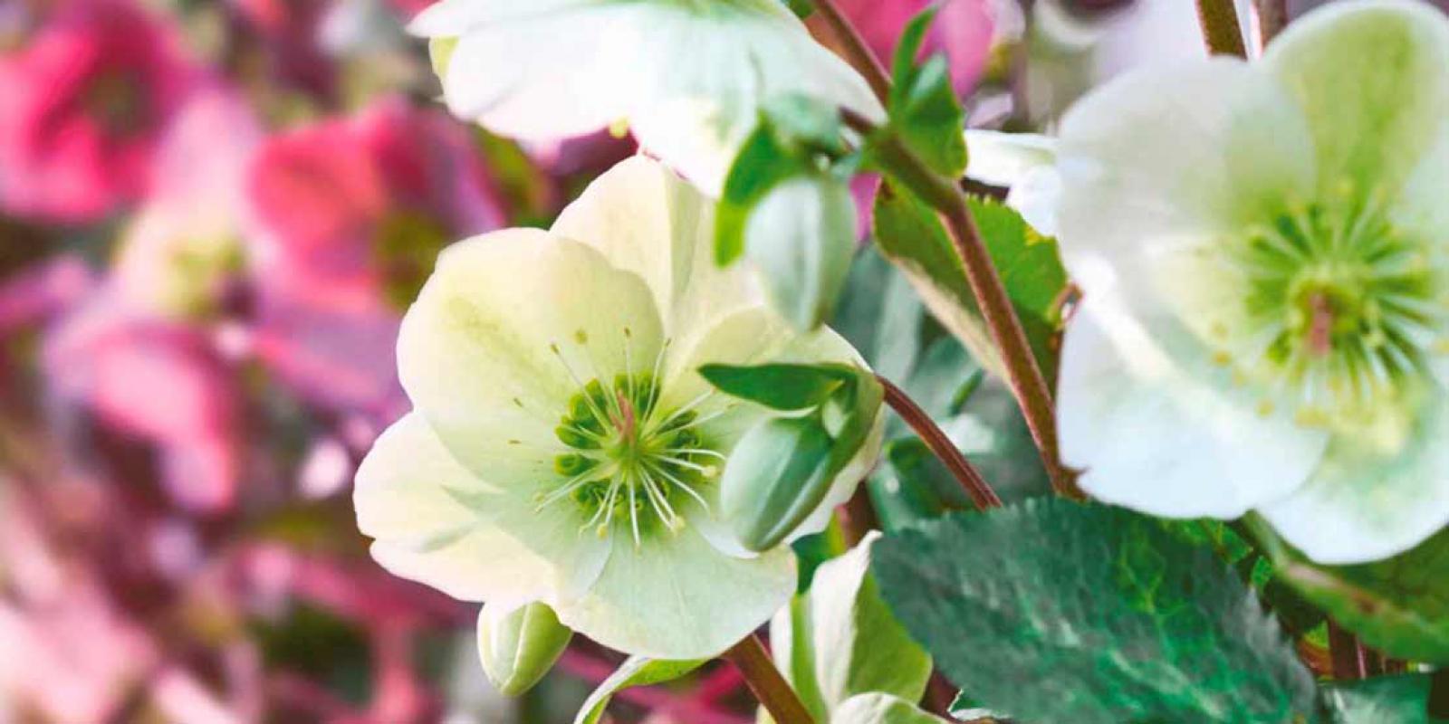 Hellebores de la pépinière Verboom