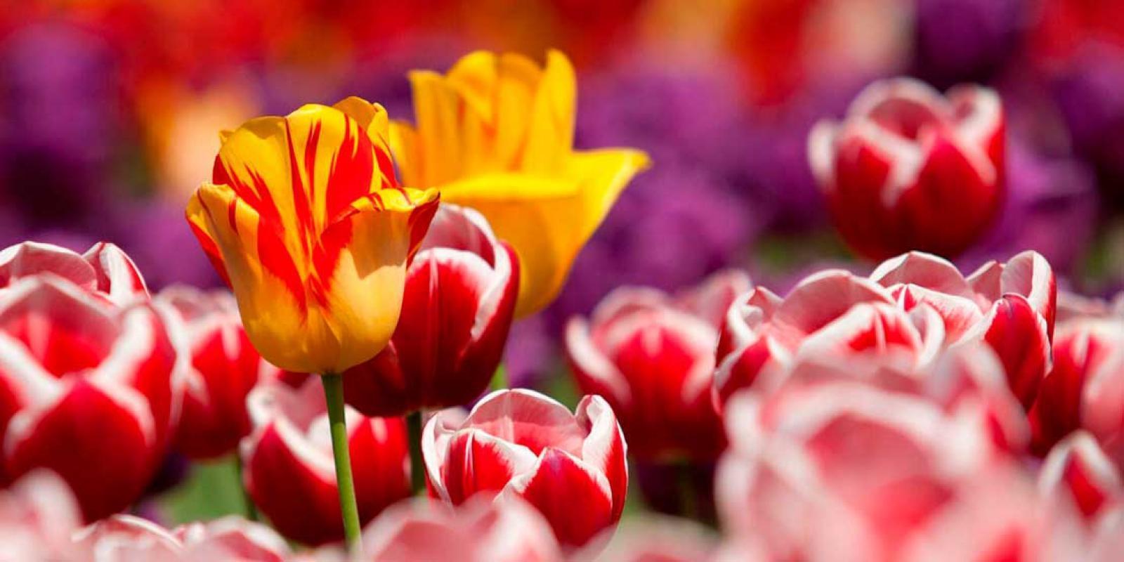 de mooiste tulpen van Kwekerij Borst Bloembollen