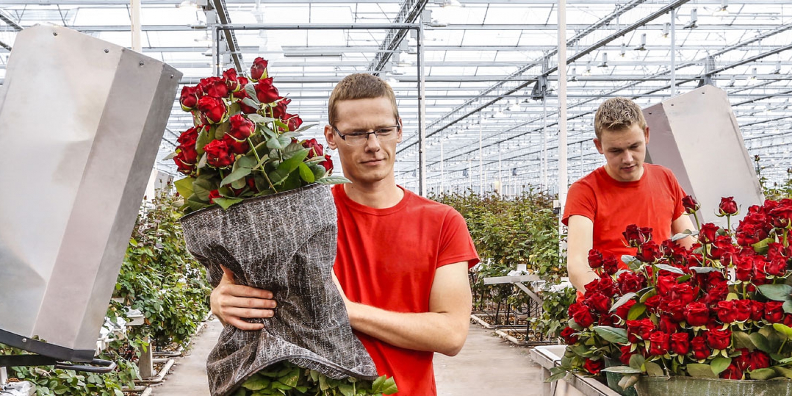 de mooiste rozen van Kwekerij Marjoland