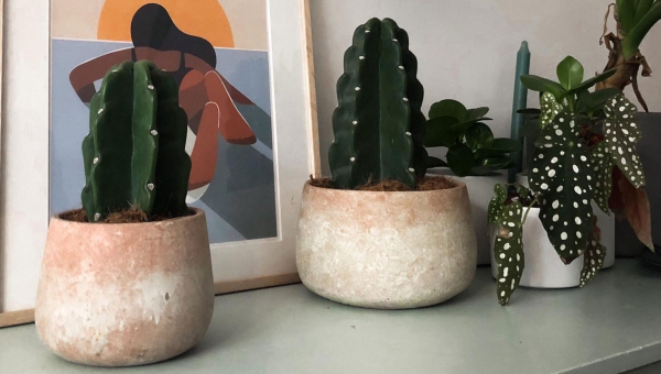 Cuddly cactus