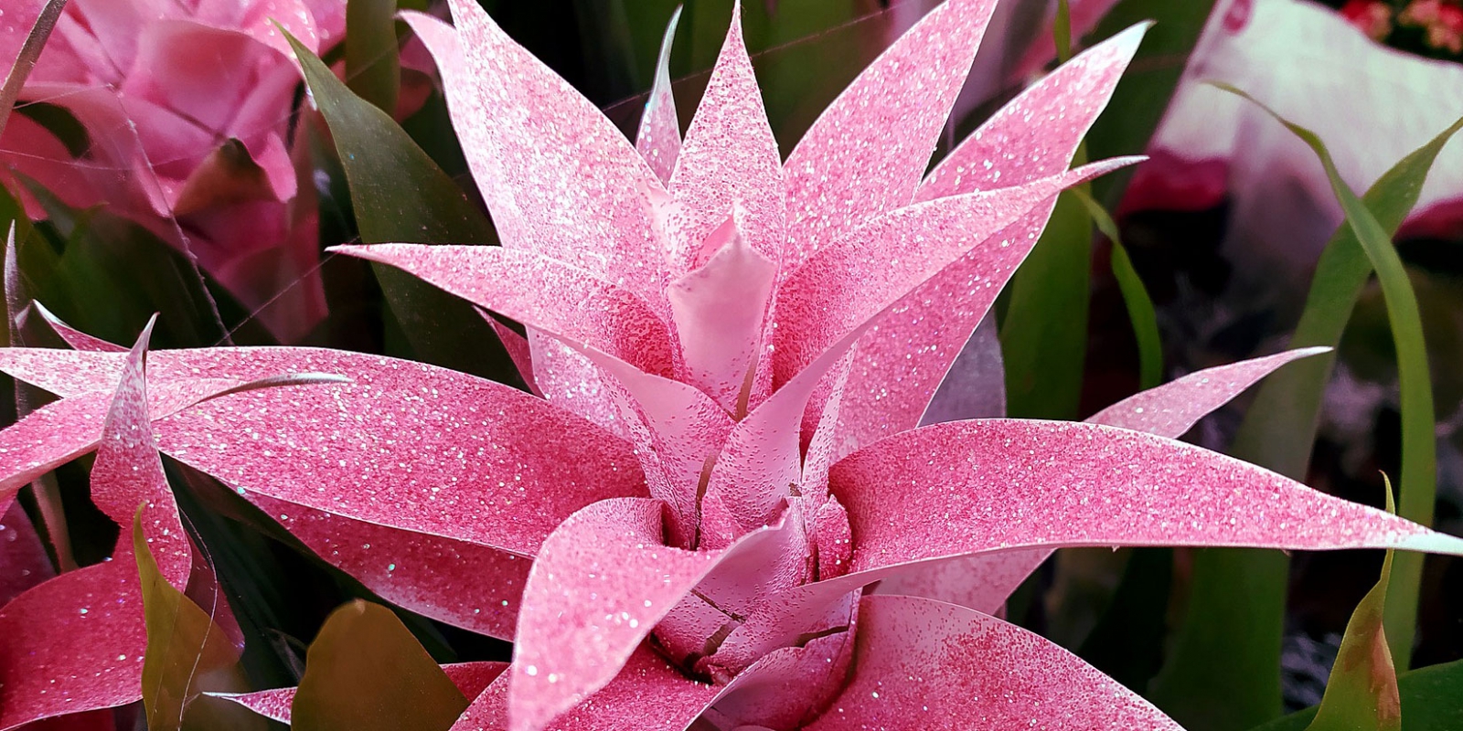 Bromelia | de l'origine à l'entretien - Grossiste Fleurs Roobos