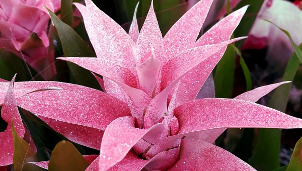 Bromelia | de l'origine à l’entretien