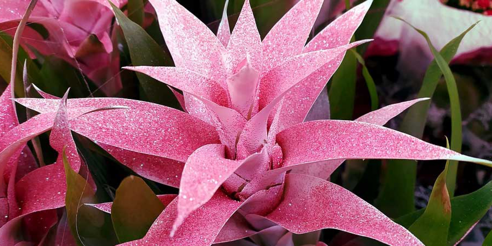 Bromelia | del origen al cuidado - Flores y plantas al por mayor Roobos