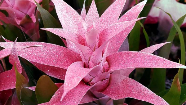 Bromelia | del origen al cuidado