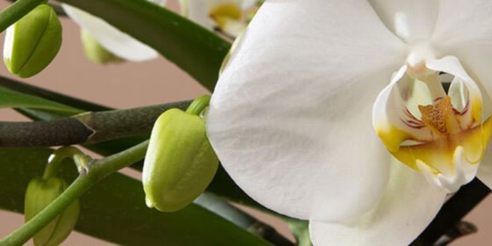 Vivero de Phalaenopsis Mimesis