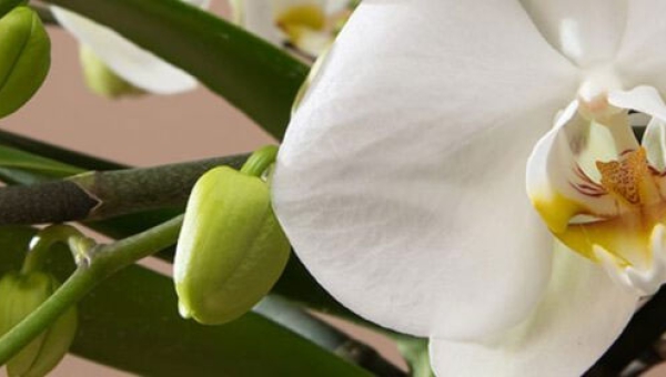 Vivero de Phalaenopsis Mimesis