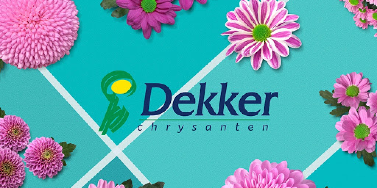 Dekker Chrysanten