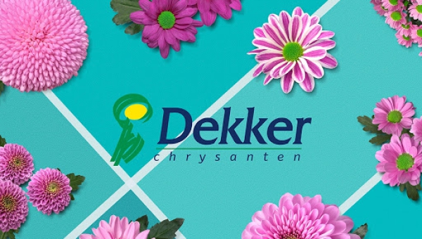 Dekker Chrysanten
