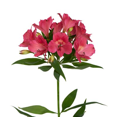 Alstroemeria